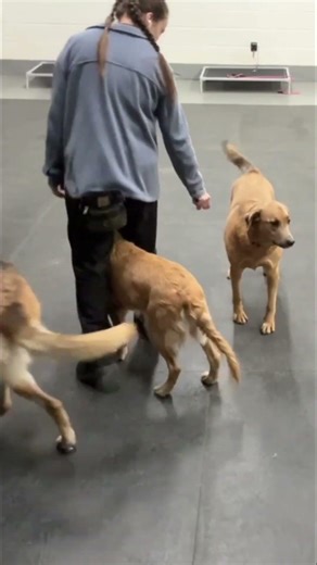 Two Ready, One Still Processing 🐶