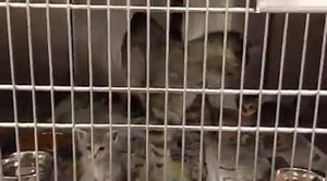 HALF OFF - The Shelter is full of adorable cats and kittens in need of loving forever homes and a generous donor has offered to pay half price on all feline adoptions! So stop by the Shelter on Julian Road to meet some amazing animals! | Rowan County Animal Shelter