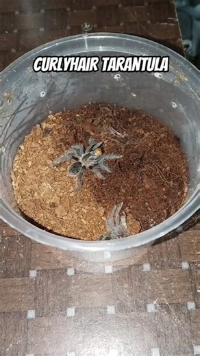 Feeding my Baby CurlyHair Tarantula..🕷️😁 #tarantula #spider #arachnid