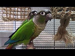 conure parakeet sounds for lonely birds to make them happy