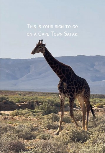 Experience the Magic of a Big 5 Safari in Cape Town