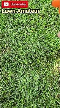 How To Quickly Eliminate Weeds In Your Lawn With Ready To Use Weed Killer