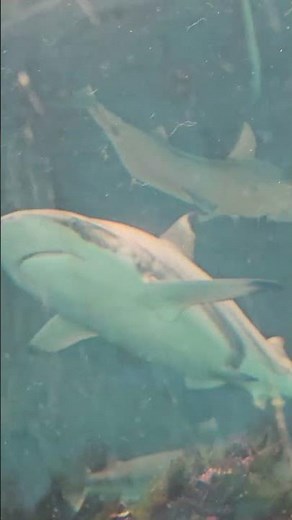 Black Tip Reef Sharks - Bournemouth Aquarium