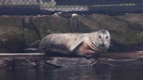 Saying Goodbye to Barney