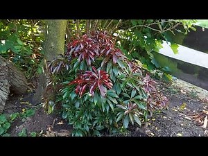 Pieris japonica 'Katsura' in Summer | Schattenglöckchen (Shadow Bells) | Japanese Andromeda