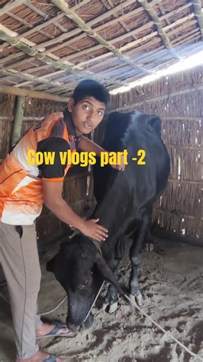 Cowboy Life Part 2 🤠 | Real Village Adventure | Don’t Miss This! #gametrailer #shortsviral