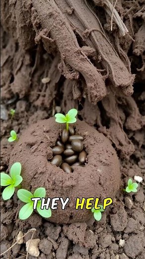 Wild Bison: The Giant Kings of North America