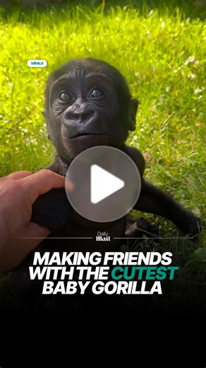 6.7K views · 135 reactions | The cutest baby gorilla interaction 梁 | Daily Mail Entertainment | Facebook
