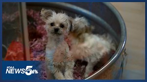 Colorado bill would ban pet stores from selling dogs and cats