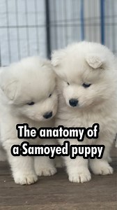 181K views · 8.6K reactions | The anatomy of a Samoyed puppy explained. Something you never knew you needed to know. You're welcome  | Poppet and the Wolf Pack | Facebook