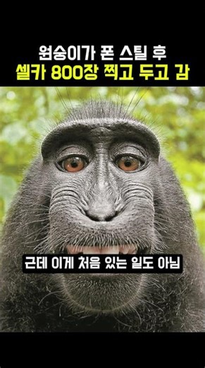 원숭이가 폰 스틸 후 셀카 800장 찍고 두고 감