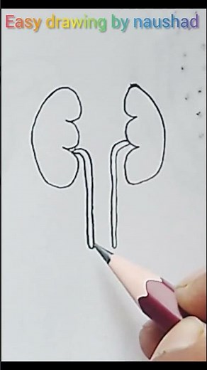 How to drawing kidney diagram // Easy way to draw kidney