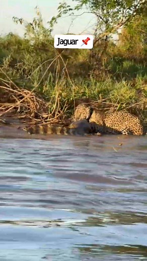 463K views · 6.1K reactions | Jaguar Video clip | Topola Nature and Wildlife | Facebook