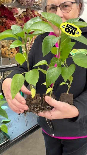 10K views · 84 reactions | The sound of incredible roots! Comment...