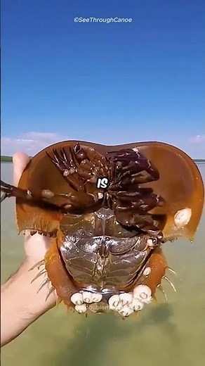 This Ancient Creature Is Older Than Dinosaurs 🦀