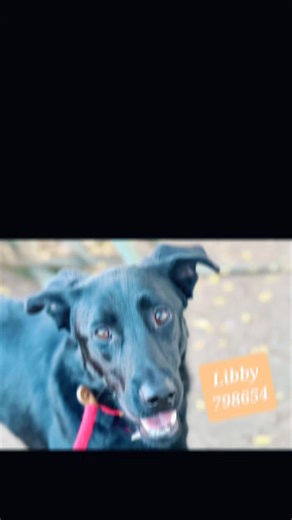 39 reactions · 14 shares | Help these awesome dogs shine! They are...