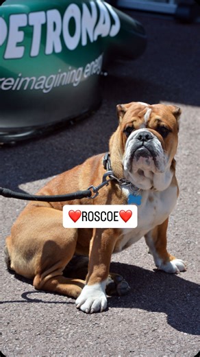In memory of Roscoe, a beloved companion to Lewis Hamilton and an unmistakable presence in the F1 paddock. Roscoe was not just a pet but a cherished member of the Hamilton family, known for his playful spirit and unwavering loyalty. His joyful energy brought smiles to the faces of team members and fans alike, making the often intense environment of racing a little warmer and more welcoming. As we reflect on the special bond shared between Lewis and Roscoe, we remember the countless moments they 
