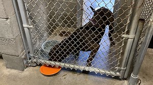 Animals at Warner Robins Animal Control get their own Thanksgiving feast
