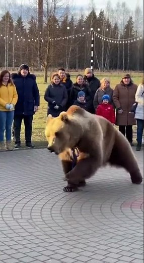 Watch a Bear Breakdancing! Shocking Video #beardancing #viral #omg