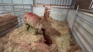 24K views · 1.1K reactions | This one was a bit of a puzzle! Meet Enigma, female, 8.3kg, sire Harrison. | Mullacott Alpacas | Facebook