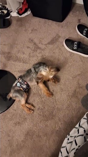 He's probably removing sticky birdies from outside off his arms... onto my floor... rude