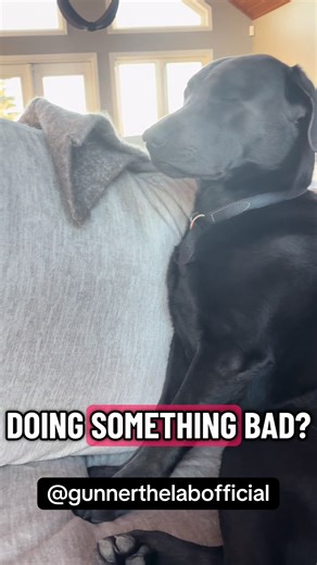 😂🐾❤️🥺 Not an angel #dog #dogs #lab #funny #fyp | dogs