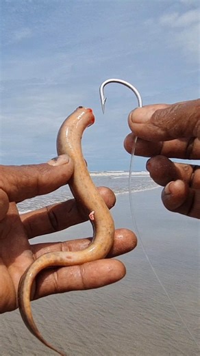 fishing techniques using eel bait