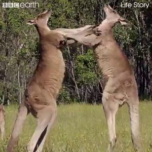 2.1M views · 522 reactions | You do NOT want to get between two fighting kangaroos! #LifeStory #Fromthearchives (via BBC Earth) | BBC News India | Facebook