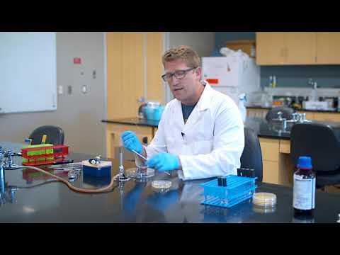 Microbiology: The spread plate technique