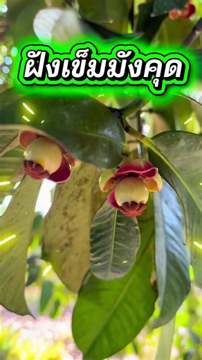 ▶️ พาชม อีก 1 สวน อ.ท่าใหม่ จ.จันทบุรี ด้วยความประทับใจ เมื่อปีก่อน มังคุด ออกช่วงตลาด ได้ราคาไม่ดี ปีนี้ ตัดสินใจ ใช้วิธีฝังเข็ม มังคุด (แต่แอบมาฝัง) กลัวทางบ้านจะต่อว่า หลังจากฝังแล้ว มังคุดออกดอกและ ติดผล ผลิตตามที่ต้องการ พาชมสุดประทับใจ ❤️ #ฝังเข็มมังคุด #ชาวสวนมังคุด #มังคุดเงินล้าน #มังคุดบีโกรว์ #มังคุดดก