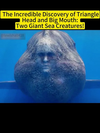 Underwater Monster Battle Investigation: Giant Sea Creatures Showdown