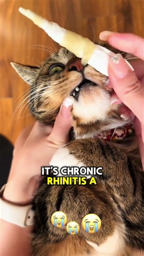 Is It Safe to Pull Your Cat's Snot? (Feline Health Tips) #cat