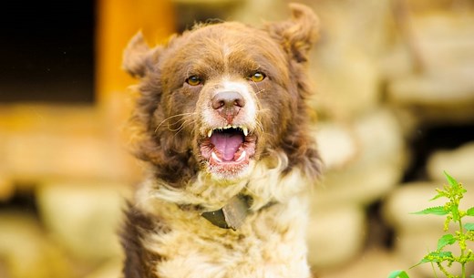 3 Homemade Dog Repellent Spray Recipes