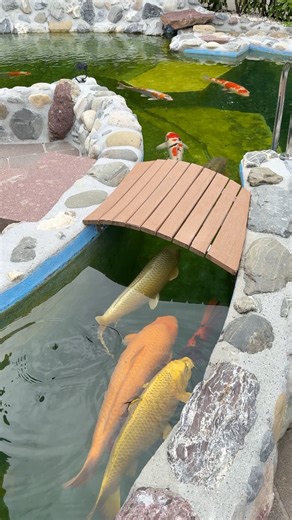 He Turned His House in to a Koi Paradise 🤯😍 | Yvo - The Koi Partner