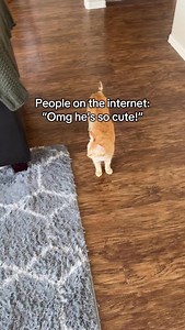 20K views · 632 reactions | Common misconception #cats | Elliethetabby | Facebook