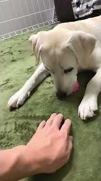手の動きに俊敏に対応する ラブラドールレトリバー Fast-moving Labrador Retriever #Shorts