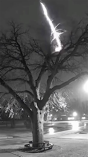 Surveillance footage captured a large tree being struck by lightning, exploding, and catching fire.