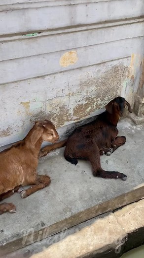 1.5M views · 10K reactions | Mutton kooru kari kulambu is one...