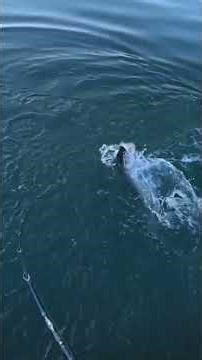 This musky loves RS nets