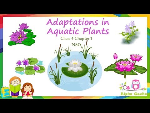 Adaptations in Aquatic Plants - Module 2.8 (Chapter 1 - Olympiad Class 4 Science)