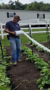 This Netting Made A BIG Difference #trellis #trellisnetting #gardening #homesteading #homegrown #asmr #satisfying | Sheraton Park Farms
