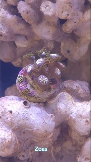 New Additions: GSP Frag + 3 Zoas & Clownfish Action in My Reef Tank #reeftank #reefkeepers