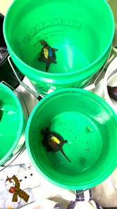 4.9K views · 318 reactions | #WRCBucketList Turtle weigh-in day! These snapping turtle hatchlings were found at the end of October on a cold, rainy day. The client collected them from all over a parking lot and brought them to us. They're doing well and have more than doubled in size and gained 5x their weight! This spring, they'll be released back in their home territory. #turtle #wildlifehospital #turtletuesday | Wildlife Rehabilitation Center of Minnesota (WRC) | Facebook