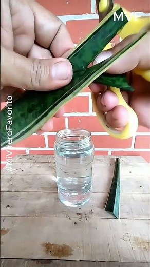Propagación de Lengua de Suegra por hoja
