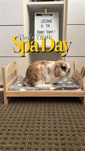 Holland Lop Bunnies • Wally, Ellie & Theo on Instagram: "Theo 10/10 recommends the Wooden Bunny Bed, 8-Pc Stacking Cups and the Connecting Tunnel to create a Spa Day for your own bunnies 🐰 P.S. He says don’t forget the snacks. Search 🔍 [dxe2926] on the Temu app to get lightning deals with qualifying orders! T&Cs apply #temu #shoptemu#temufinds #ad #lifeofbunnies #bunnylife #hollandlops"
