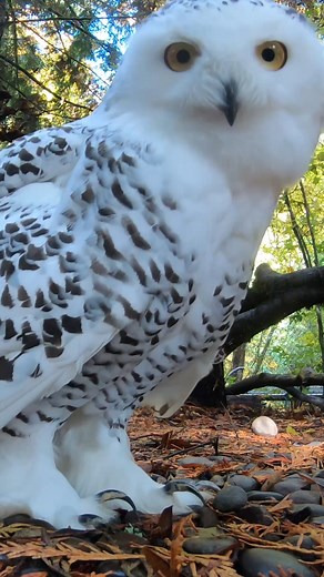 12M views · 869K reactions | hoot hoot hooray | Oregon Zoo | Facebook