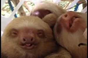 53K views · 2.5K reactions | happy international sloth day! creds: https://www.youtube.com/watch?v=l5cMgdEB9Xo | animals eating fruit | Facebook