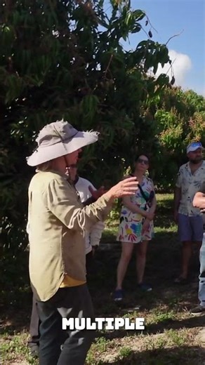 What Does “Topping” a Mango Tree Mean?