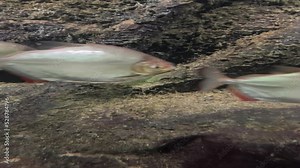 Amazingly beautiful fish. The fascinating and calming underwater world. Relaxing videos. Beautiful fish swim underwater. 4K video. Vertical video for social media.