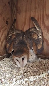 3.8K views · 171 reactions | Barn Owl “Toe Dusting” is seen quite often in owl videos. This is a defensive action and posture showing that the owl is defending itself and trying to appear larger. | Raptor Rehabilitation of Kentucky Inc | Facebook